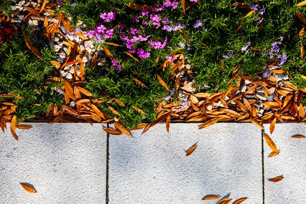 Outono Parque Flores Lilás Folhas Caídas Plantas Caminho — Fotografia de Stock