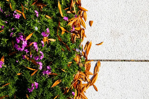 Outono Parque Flores Lilás Folhas Caídas Plantas Caminho — Fotografia de Stock