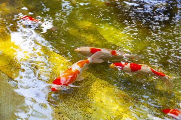 金魚と池 屋外で小魚が泳ぐ — ストック写真