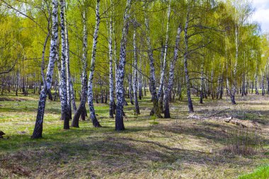 Güzel bahar manzarası. Birch korusu güneşli bir günde.