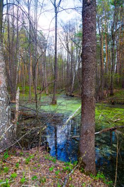 Güzel bahar manzarası. Orman gölü, ördek otuyla kaplanmış..