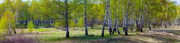 Όμορφο Ανοιξιάτικο Τοπίο Birch Grove Μια Ηλιόλουστη Μέρα Πανόραμα — Φωτογραφία Αρχείου