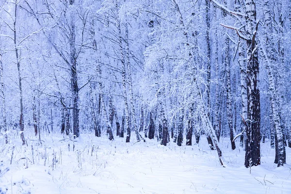 Bella Foresta Invernale Alberi Innevati Una Giornata Nuvolosa Betulla Grove — Foto Stock