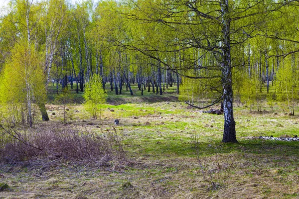 Krásná Jarní Krajina Birch Grove Slunečného Dne — Stock fotografie