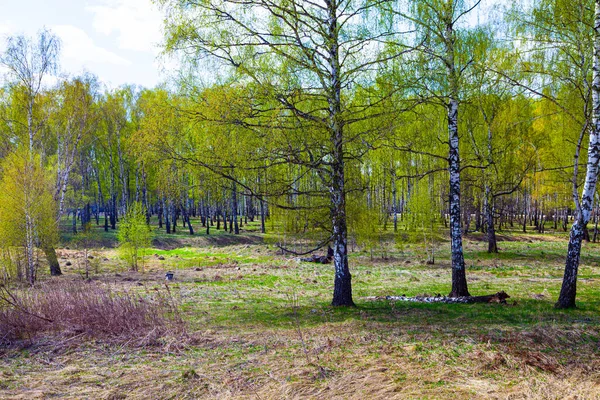 Krásná Jarní Krajina Birch Grove Slunečného Dne — Stock fotografie