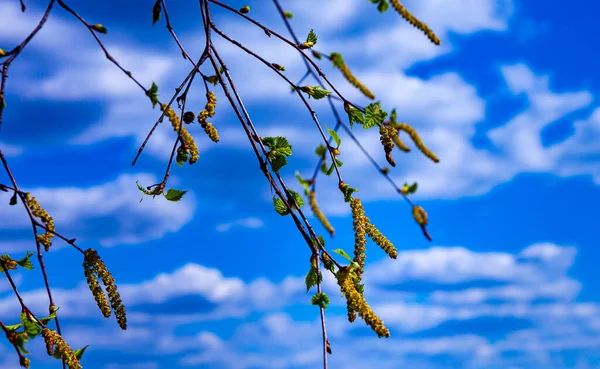 Bela Paisagem Primavera Birch Grove Num Dia Ensolarado Ramos Close — Fotografia de Stock