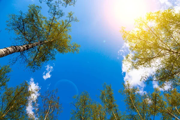 Prachtig Voorjaarslandschap Berkenbos Een Zonnige Dag Bomen Tegen Lucht — Stockfoto