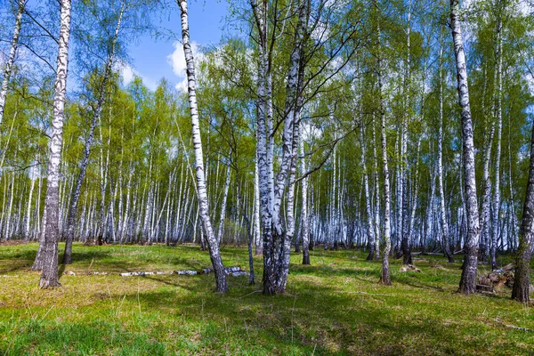 Prachtig Voorjaarslandschap Berkenbos Een Zonnige Dag — Stockfoto