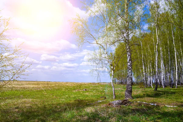 Όμορφο Ανοιξιάτικο Τοπίο Birch Grove Μια Ηλιόλουστη Μέρα — Φωτογραφία Αρχείου