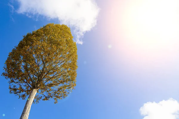 Vacker Höstpark Höstträd Mot Bakgrunden Den Molniga Himlen — Stockfoto