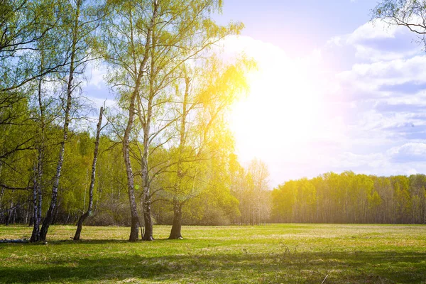 Piękny Wiosenny Krajobraz Brzozowy Gaj Słoneczny Dzień — Zdjęcie stockowe