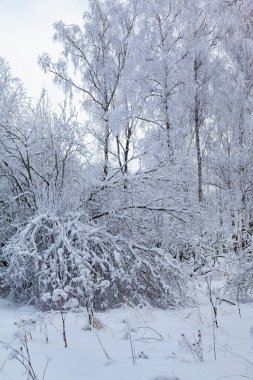 Güzel kış ormanı. Bulutlu bir günde karla kaplı ağaçlar. Birch Korusu.