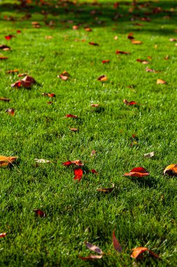 Güzel bir sonbahar parkı. Güzel bir sonbahar manzarası. Yere düşen yapraklar..