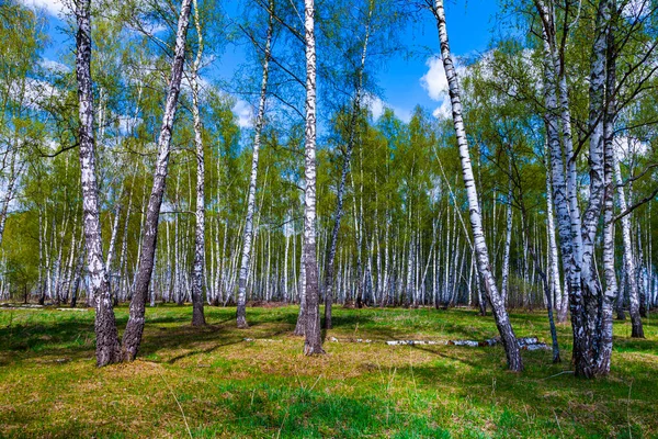 Prachtig Voorjaarslandschap Berkenbos Een Zonnige Dag — Stockfoto