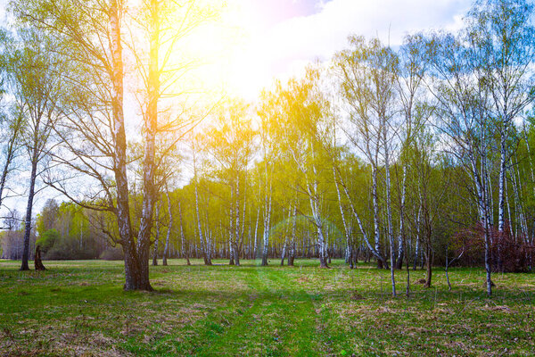Beautiful spring landscape. Birch grove on a sunny day.