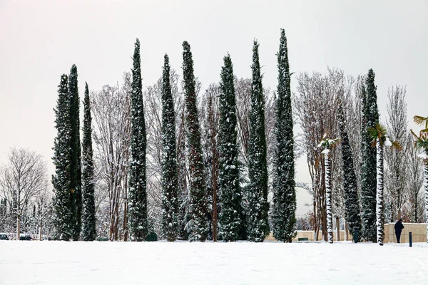 City Park Krasnodar Nebo Galitsky Park Zasněžené Stromy Zimě Parku — Stock fotografie