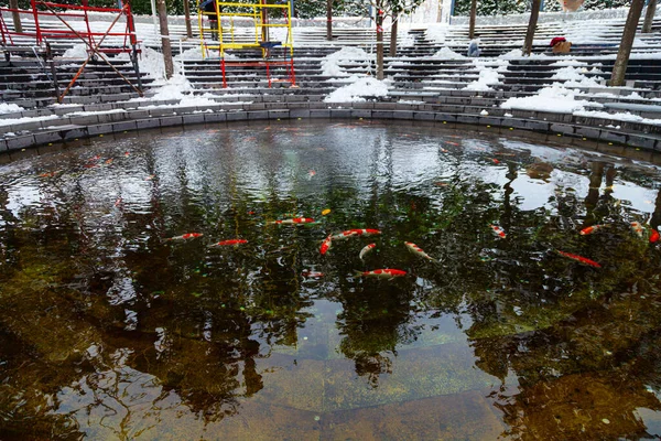 シティパーク クラスノダール またはガリツキー公園 雪に覆われたマグノリアと金魚の池 造園業 ロシアのクラスノダール2020年12月21日 — ストック写真