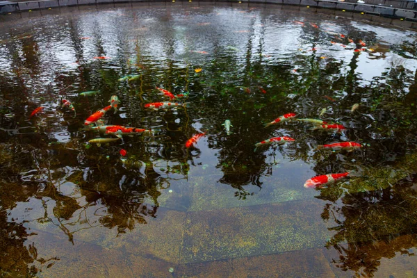 Городской Парк Краснодар Галицкий Парк Снежные Магнолии Пруд Золотыми Рыбками — стоковое фото
