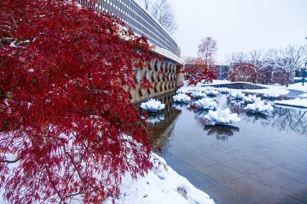 Stadtpark Krasnodar Oder Galitsky Park Schneebedeckte Künstliche Lilien Einem Teich — Stockfoto