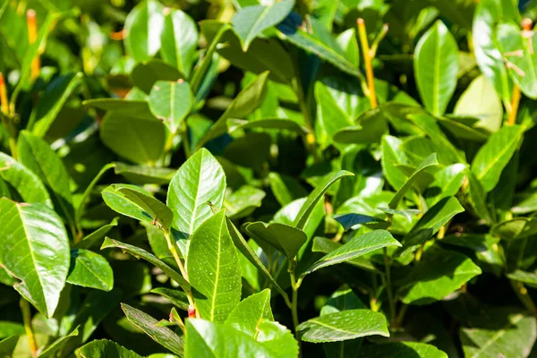 Cespugli Nel Parco Primo Piano Delle Siepi — Foto Stock