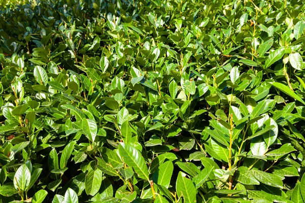 Arbustos Parque Fechar Sebes — Fotografia de Stock
