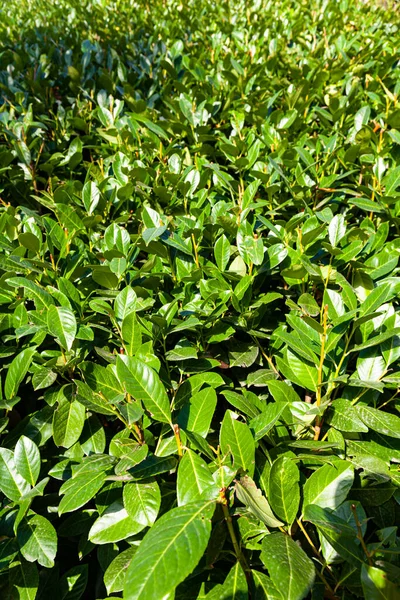 公園の茂み ヘッジを閉じて — ストック写真