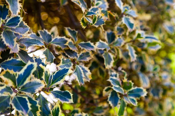 公園の茂み ヘッジを閉じて — ストック写真