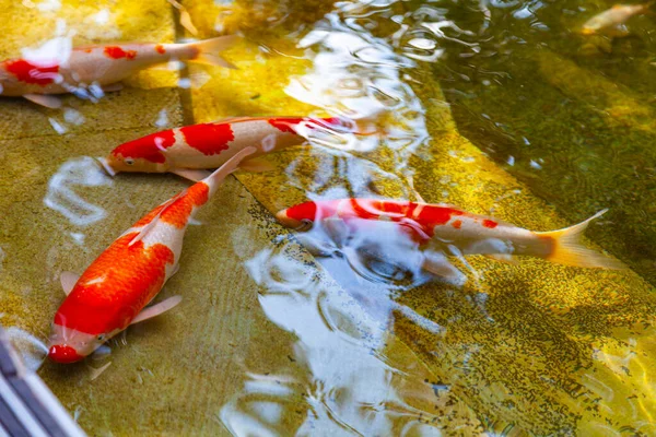 池の金魚 野外公園内の池 — ストック写真