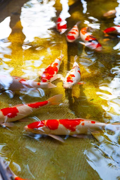 池の金魚 野外公園内の池 — ストック写真