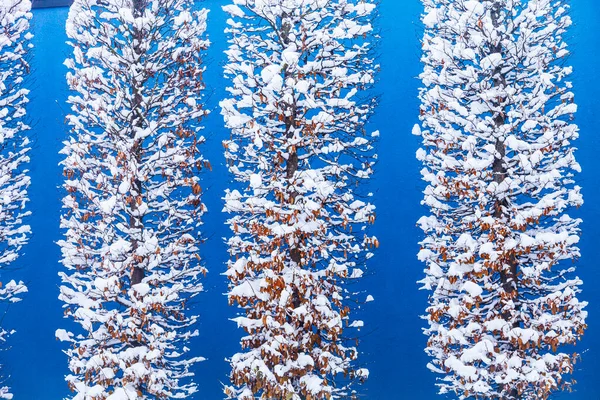 Hermosos Árboles Nieve Sobre Fondo Una Pared Azul — Foto de Stock