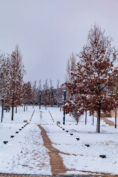 City Park Krasnodar Galitsky Park Alberi Innevati Inverno Nel Parco — Foto Stock