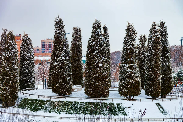 Stadtpark Krasnodar Oder Galitsky Park Schneebedeckte Bäume Winter Park Rund — Stockfoto