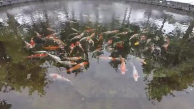 Kışın japon balıklı gölet. Küçük balıklar açık havada suda yüzer..