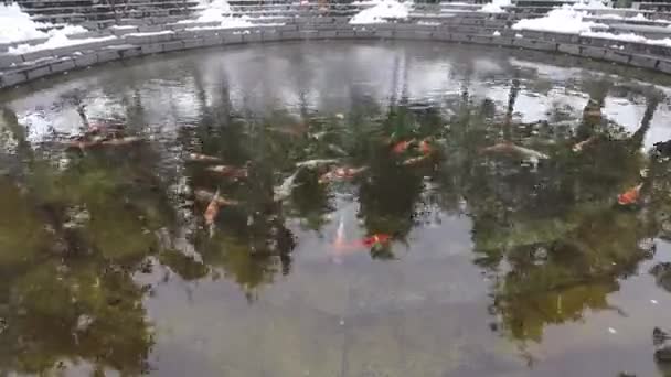 Estanque Con Peces Colores Invierno Los Peces Pequeños Nadan Agua — Vídeo de stock