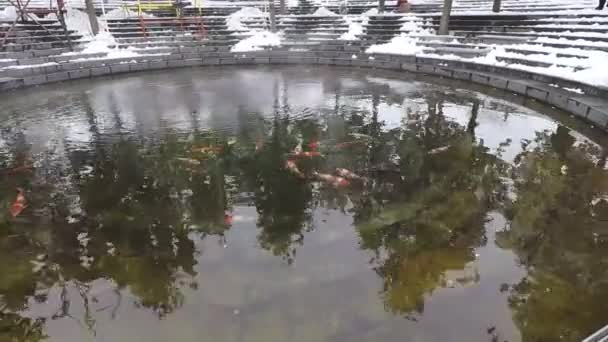冬天带着金鱼的池塘 小鱼在外面的水里游泳 — 图库视频影像