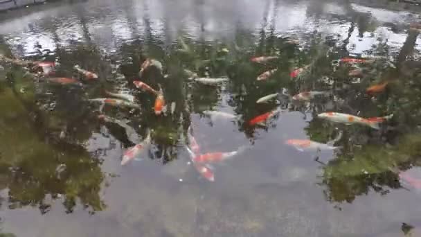 Estanque Con Peces Colores Invierno Los Peces Pequeños Nadan Agua — Vídeos de Stock