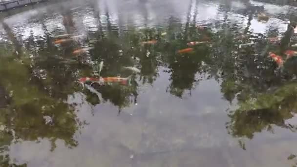 冬天带着金鱼的池塘 小鱼在外面的水里游泳 — 图库视频影像