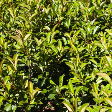 Yazın park et. Yeşil çit yakın plan. Doğal arkaplan.