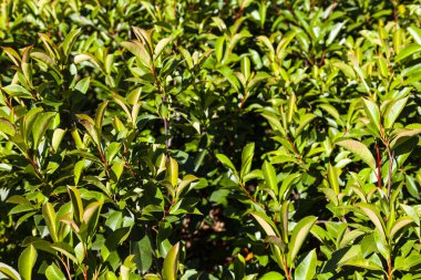 Yazın park et. Yeşil çit yakın plan. Doğal arkaplan.