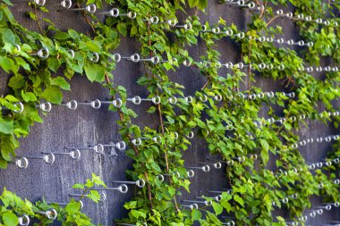 Yazın park et. Duvara tırmanma tesisi. Doğal arkaplan.