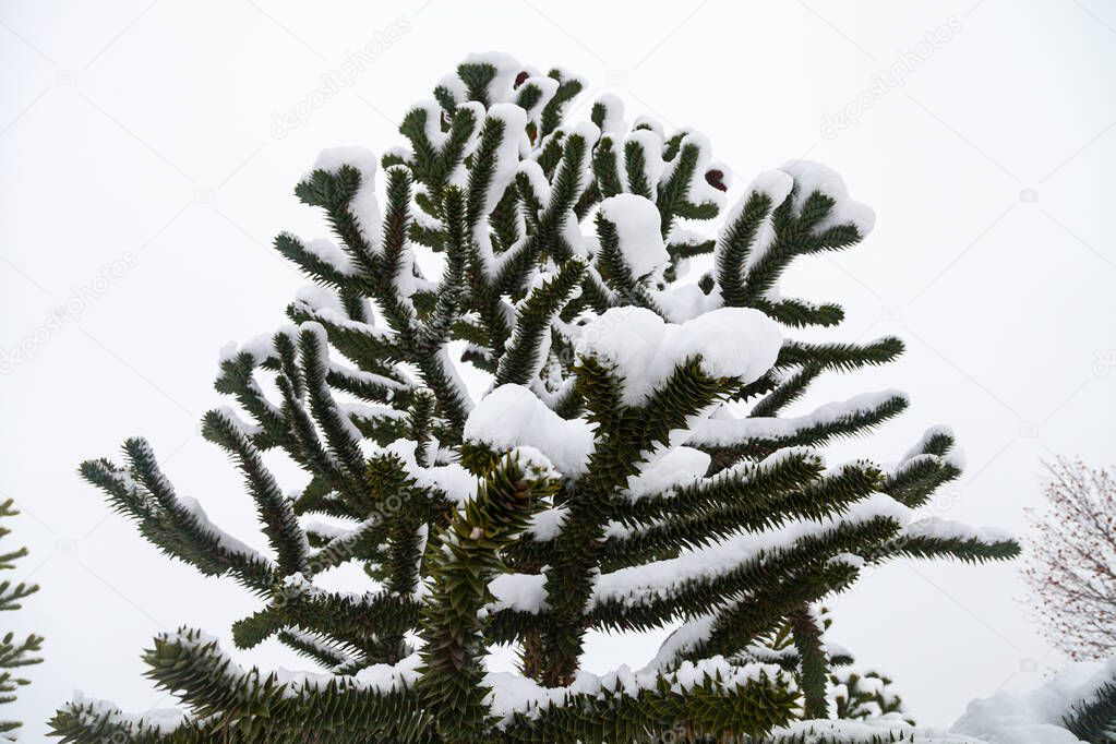 Araucaria in the snow. Branches close-up. Araucaria in the park in winter.