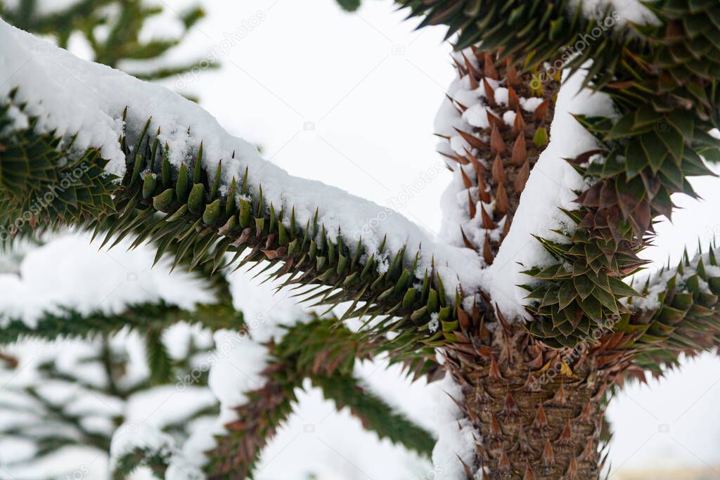 Araucaria in the snow. Branches close-up. Araucaria in the park in winter.