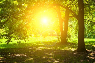 Gün ışığında ağaçlar. Güzel yaz manzarası. Güneşli bir günde park et..