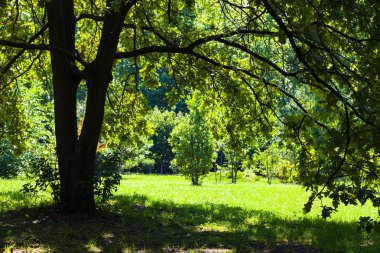 Gün ışığında ağaçlar. Güzel yaz manzarası. Güneşli bir günde park et..