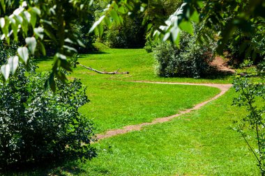 Çimler ve ağaçlar. Güzel yaz manzarası. Güneşli bir günde park et..