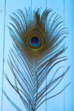 Mavi ahşap arka planda tavus kuşu tüyü.