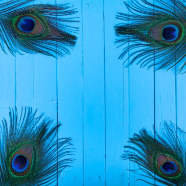 Mavi ahşap arka planda dört tavus kuşu tüyü. Metnin için yer.