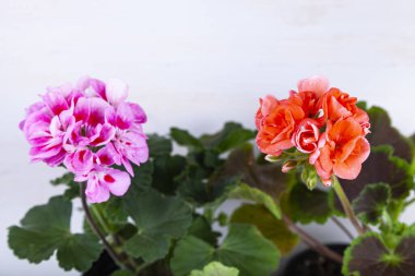 Ahşap arka planda kapalı alan çiçekleri. Saksılarda güzel sardunyalar.