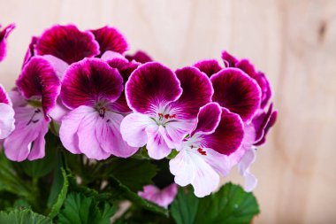 Ahşap arka planda kapalı alan çiçekleri. Saksılarda güzel sardunyalar.