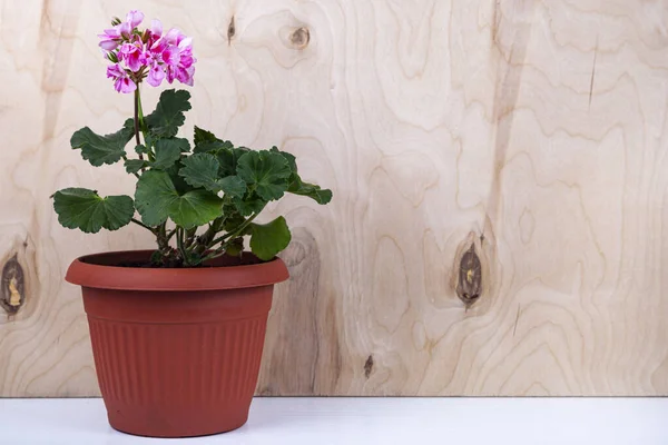 Indoor flowers on a wooden background. Beautiful geraniums in pots.